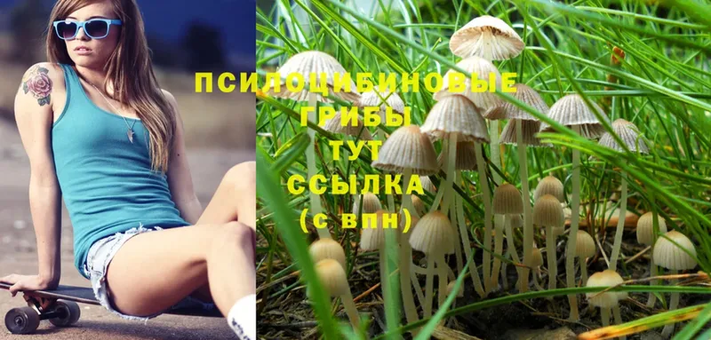 Галлюциногенные грибы Psilocybine cubensis  как найти наркотики  Буинск 